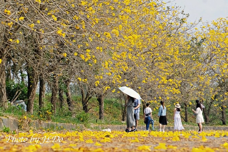 Chiayi Yellow Flowering Tree