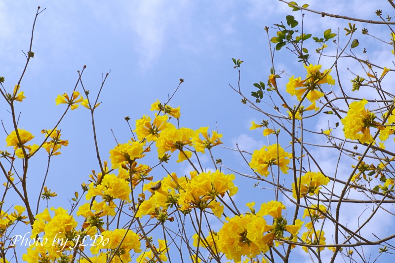 Chiayi Yellow Flowering Tree