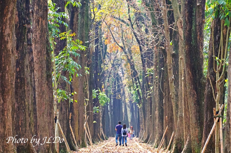 Kaohsiung Xinwei Forest Park