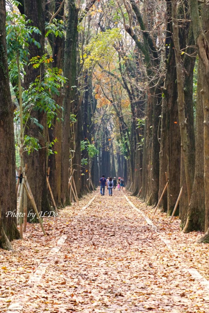 Kaohsiung Xinwei Forest Park