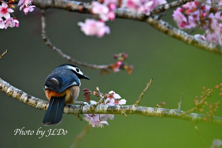滿樹都是畫眉鳥！最佳阿里山賞鳥時機～就在櫻花盛開時！