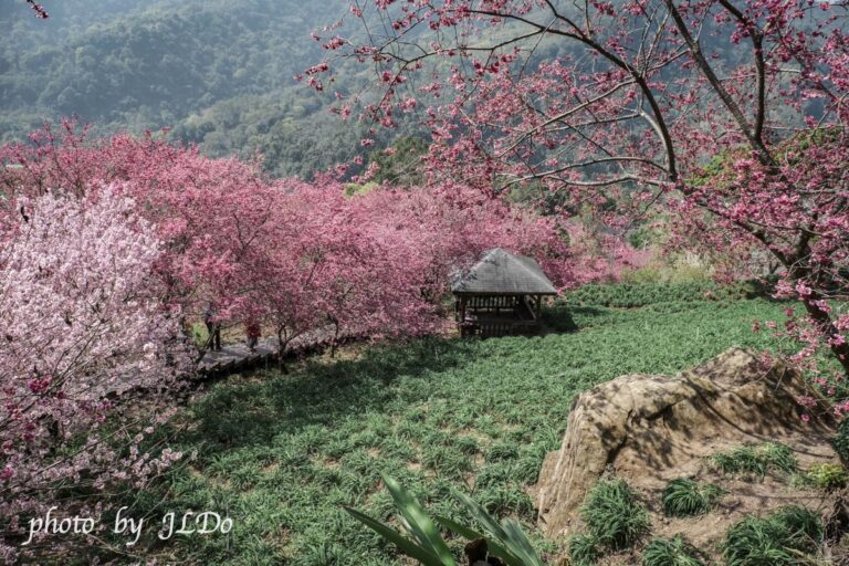 步道滿是粉紅花！沐心泉休閒農場櫻花盛開～台中新社拍花好時機。