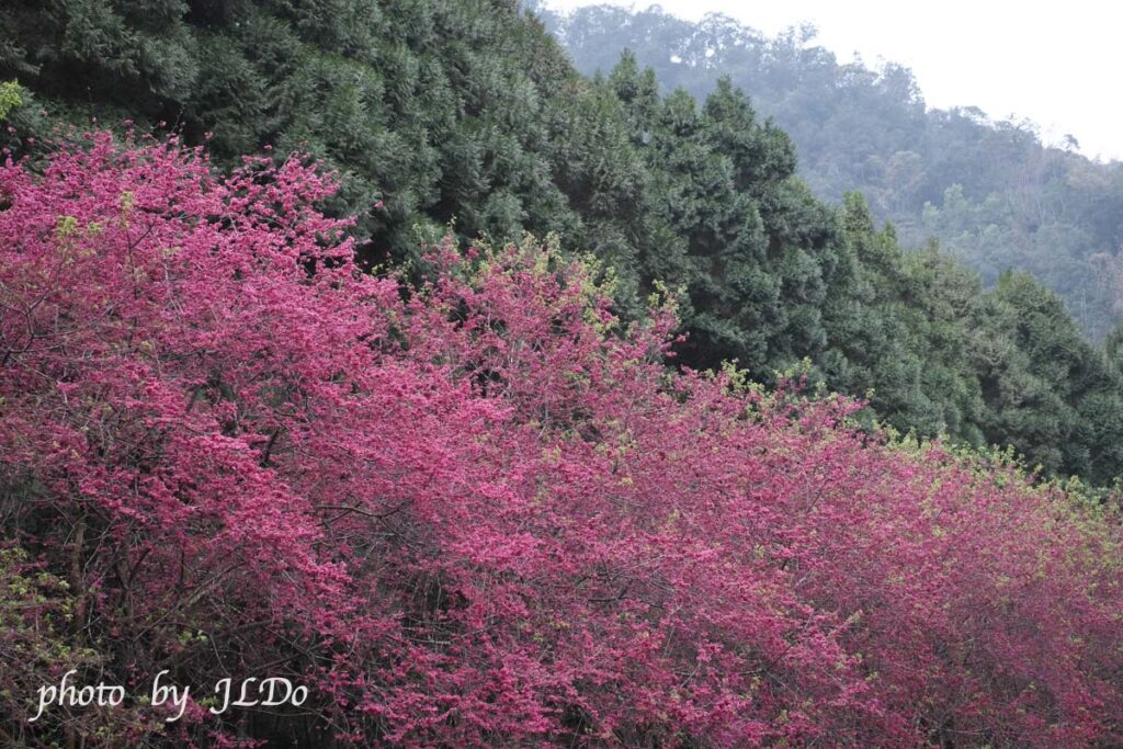 ククツ文化村の桜