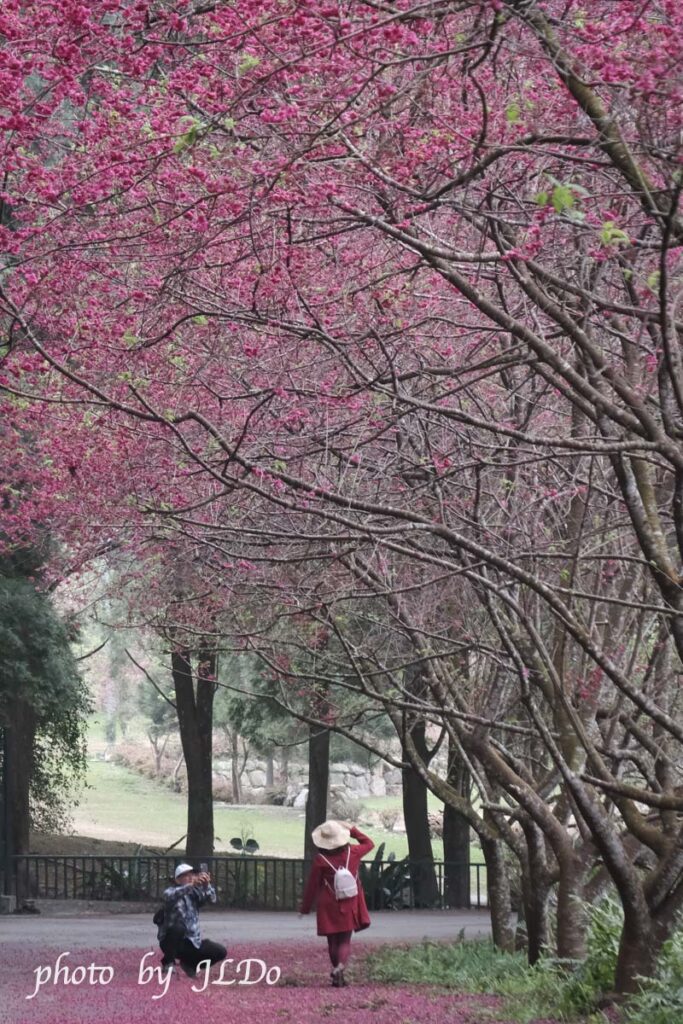 ククツ文化村の桜