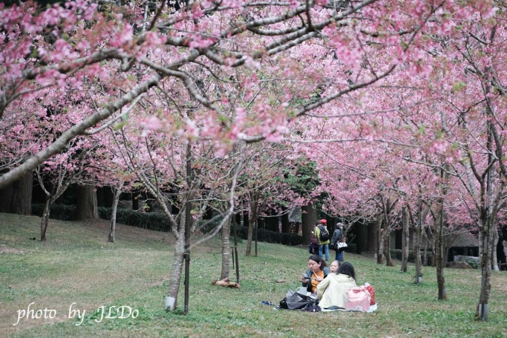Cherry Blossoms at the Kuju Cultural Village