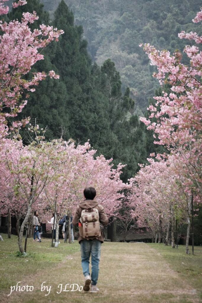 Cherry Blossoms at the Kuju Cultural Village