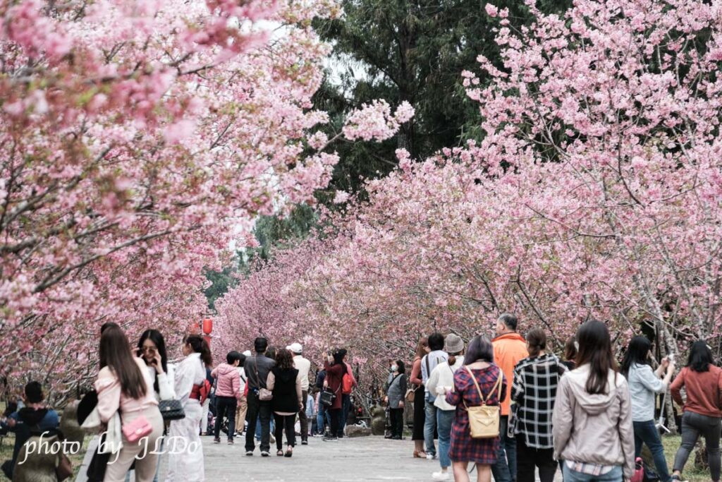 Cherry Blossoms at Kuju Culture Village