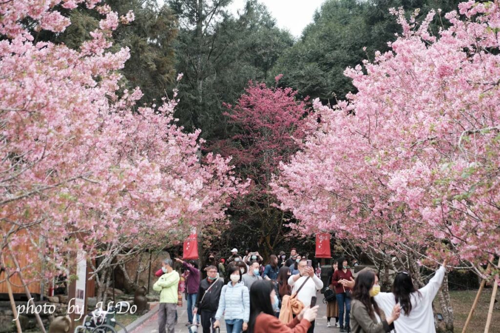 Cherry Blossoms at Kuju Culture Village