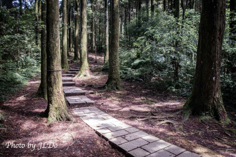 東眼山國家森林遊樂區自導式步道，超好拍照的桃園森林景點～另外知性步道、景觀步道也不能錯過！