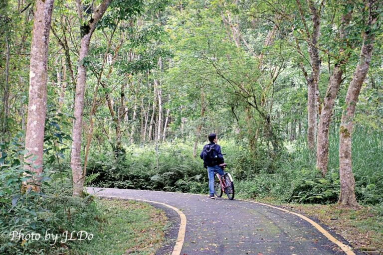 花蓮踏青，龍貓綠色隧道，大農大富腳踏車之旅～漫步平地森林園區。