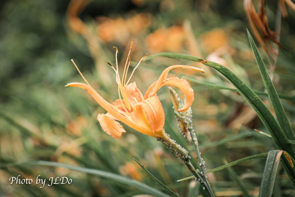 orange day-lily (Hemerocallis fulva)