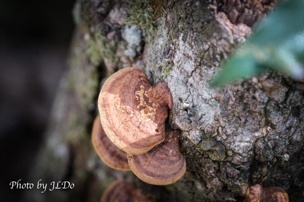 shiitake (Lentinus edodes), an edible mushroom