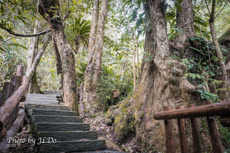 嘉義雅吾瑪斯歩道，森林の小径と森林吊橋。