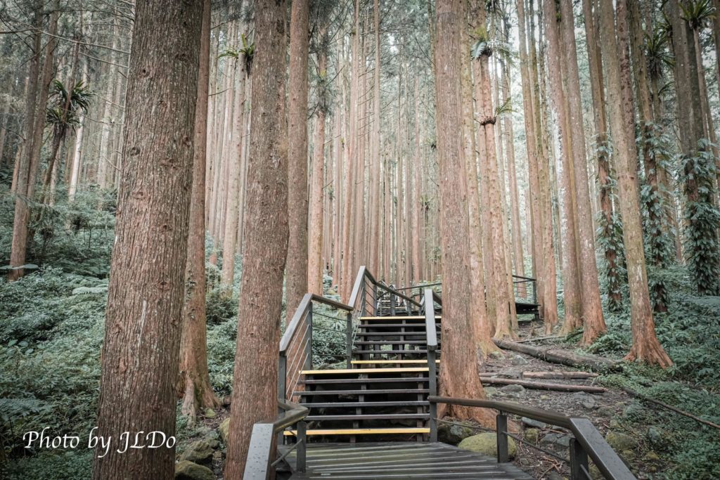 Cedar Forest Trail
