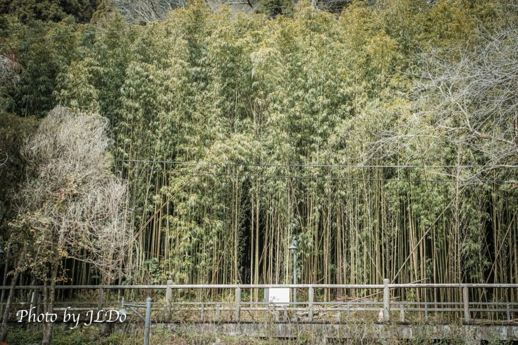 quadrangular bamboo (Bambusa tetragonoloba)