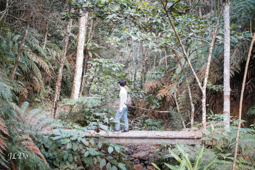澀水森林步道