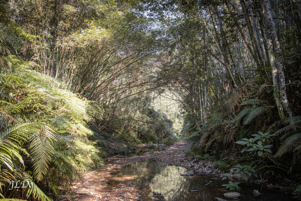澀水森林步道