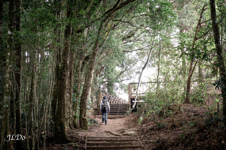 藤枝國家森林遊樂區，封禁已久的雲霧仙境森林。