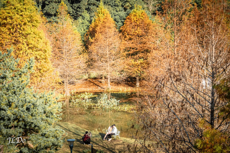 南庄雲水度假溫泉村，滿是秋色落羽松森林。