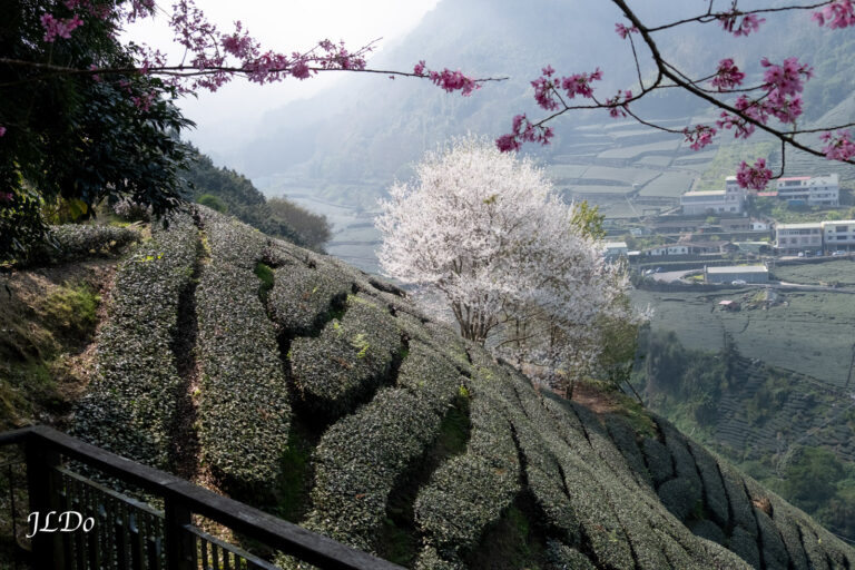 梅山巃仔尾步道，2月春季櫻花茶園景致。