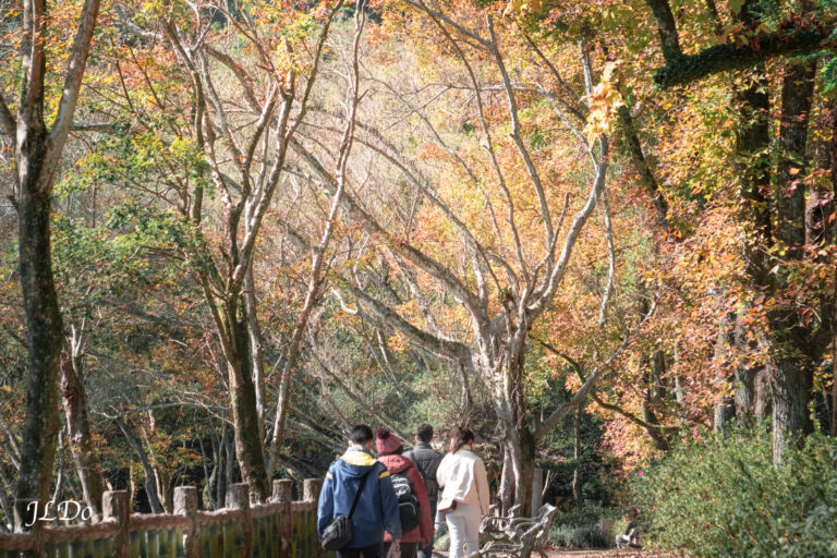 石門水庫槭林步道，12月楓葉季的秋景。